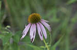 Eastern purple coneflower